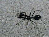 Huge Bull Dog Ant Marches Across a White Sand Dune Hunting Prey, Australia