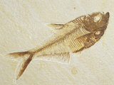 Fish Fossil, Diplomystus Dentatus, from the Eocene Period, Australia
