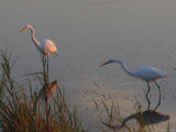 Great Egrets Hunting for Fish, Bombay Hook, Delaware