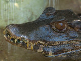 Cuvier's Dwarf Caiman at the Sunset Zoo