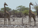 Giraffe Pair Identically Posed, Head in Profile, Eyes and Ears Alert