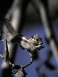 Cute Five-Striped Palm-Squirrel Feeds in the Forest Tree Tops