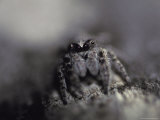Jumping Spider Uses Huge Eyes to Hunt for Prey on a Tree Branch, Coorong National Park, Australia