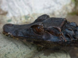 Dwarf Caiman at the Sunset Zoo, Kansas
