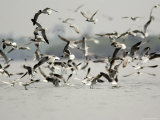 Flock of Laughing Gulls Dive on a School of Fish