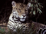 Jaguar Portrait of Face and Ears, Beautiful Fur Coat Markings, Australia
