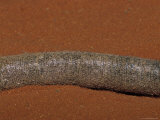 Detail of a Critically Endangered Rufous Hare-Wallaby's Tail, Alice Spring Desert Park, Australia