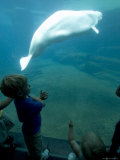 Kids Watch a Captive Beluga Whale