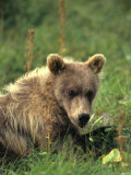 Grizzly Cub Laying on Tundra, Alaska