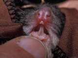 Endangered Leadbeaters Possum's Nose and Lower Incisor Teeth, Yellingbo Nature Reserve, Australia