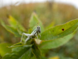 Cudweed Grasshopper at Spring Creek Prairie