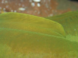 Buy Detailed Close-Up of a Green Moray Eel's Lime Green Tail Fin, Australia at AllPosters.com