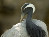 Demoiselle Crane from the Sedgwick County Zoo, Kansas