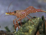 Buy Hinge-Beak Shrimp from the Rhychocinetidae Family, Feeds on Rock Algae, Australia at AllPosters.com