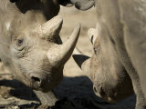 Eastern Black Rhinoceros from the Sedgwick County Zoo, Kansas