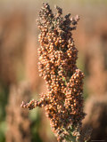 Buy Grain Sorghum Found in Grand Island, Nebraska at AllPosters.com