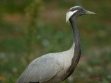 Demoiselle Crane at the Sedgwick County Zoo