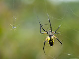 Damselfly is Caught in a Black-And-Yellow Argiope's Web
