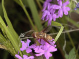 Hoverfly Pauses to Take Nectar from a Flower