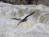 Buy Great Blue Heron Flies over White Water Rapids at AllPosters.com