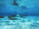 Grand Cayman, Stingray City Unerwater with Stingrays Dasyatis American