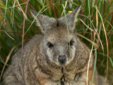 Dama Wallaby at the Sedgwick County Zoo