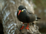 Inca Tern at the Sedgwick County Zoo