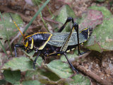 Horse Lubber Grasshopper, Taeniopoda Eques, Feeding