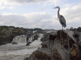 Great Blue Heron on Rock Overlooking Great Falls
