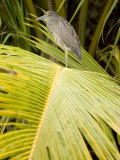 Juvenile Yellow-Crowned Night Heron, Belize