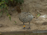 Female Maned Goose at the Sedgwick County Zoo
