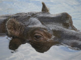 Hippopotamus Goes for a Swim at the Sedgwick County Zoo, Kansas