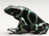 Green-And-Black Poison Dart Frog, Sedgwick County Zoo, Kansas
