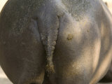 Hippopotamus' Rear End at the Sedgwick County Zoo, Kansas