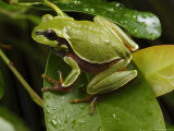 Endangered Pine Barrens Treefrog Hops Onto a Leaf