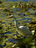 Great White Egret Perched on a Rock in a Lily Pond, Groton, Connecticut