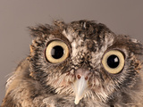 Eastern Screech Owl, Lincoln, Nebraska