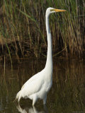 Great Egret Forages in a Canal