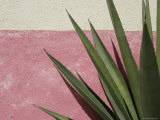 Buy Green Plant against Painted Wall, Cabo San Lucas, Mexico at AllPosters.com