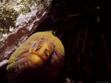 Buy Hunting Green Moray Eel's Nose Snout Peers Beneath Purple Sea Urchin, Australia at AllPosters.com