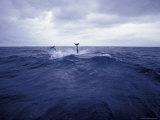 False Killer Whales Leap, Breaching the Surface Displaying their Tails, Australia