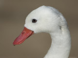 Coscoroba Swan at the Sedgwick County Zoo, Kansas