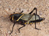 Horse Lubber Grasshopper Ready for Adulthood