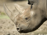 Eastern Black Rhinocerosfrom the Sedgwick County Zoo, Kansas