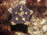 Detail of a Goniasterid Sea Star, Tosia Australis or Biscuit Sea Star, Australia