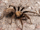 Desert Tarantula Spider Crawling Across a Road