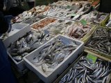Fish Market on the Streets of Bologna, Italy