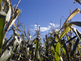 Frog's Eye View Looking Up at Corn Stalks