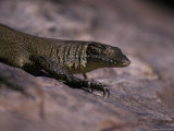 Head and Front Leg Claw Detail of a Mertens Water Monitor Sun Basking, Australia
