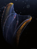Delicate Comb Jelly, Neis Genus, Displays Underwater Bioluminescence, Australia